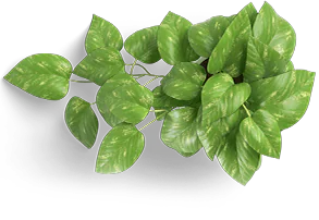 leaf-icon.png